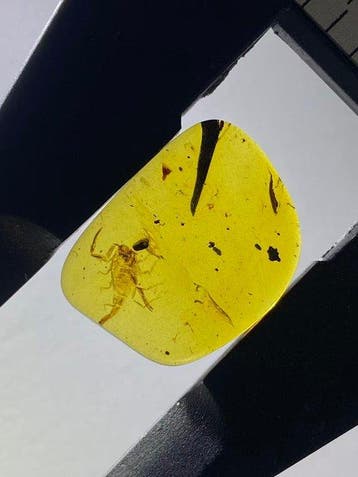 Amber - Barnsteen - Scorpion - 18.2 mm - 13.9 mm (Zonder