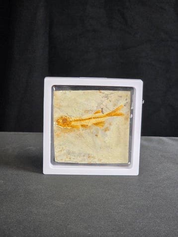 Vis - Gefossiliseerd dier - Lycoptera - 11 cm (Zonder