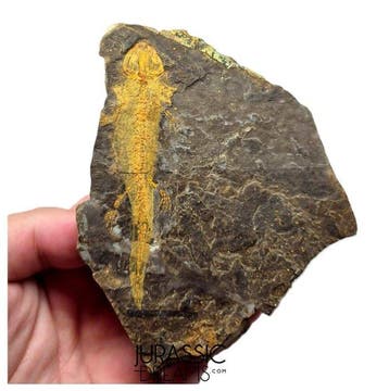 Museumwaardige zeldzame Jeholotriton paradoxus - primitieve