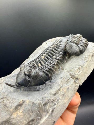Trilobiet - Gefossiliseerd dier - Morocconite malladoides -