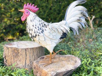 sculptuur, Prachtige haan - 37.5 cm - IJzer