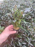 Hygrophila Angustifolia Rubra (Aquariumplanten), Dieren en Toebehoren, Verzenden, Nieuw, Plant(en), Steen of Hout