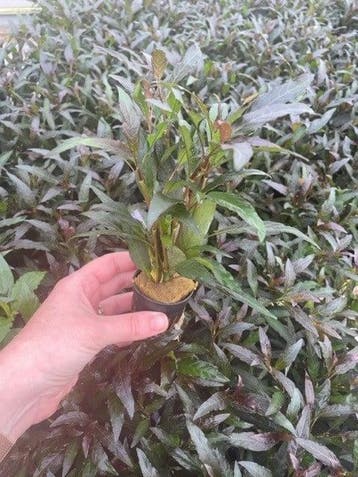 Hygrophila Angustifolia Rubra (Aquariumplanten), Dieren en Toebehoren, Verzenden, Nieuw, Plant(en), Steen of Hout