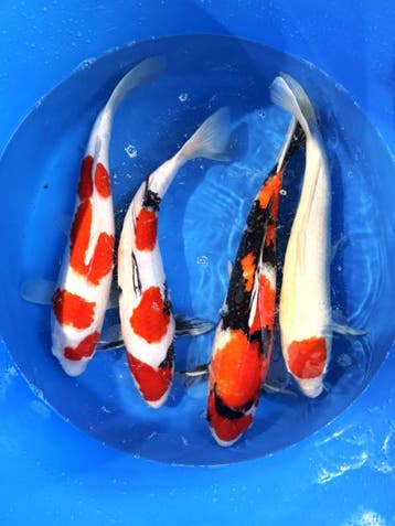 Hirasawa Marusei 45-55cm (Japanse Koi), Karper of Koi