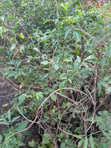 Bosplantsoen in pot, Vlier vlierbes Sambucus nigra, Ophalen of Verzenden, Overige soorten, Struik
