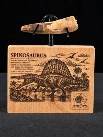 Spinosaurus - Fossiele tand - Spinosaur Aegyptiacus (Zonder, Verzamelen