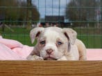 Old English Bulldog-pups, teefjes! Mogen mee, Parvo, Nederland, 8 tot 15 weken, Bulldog