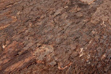 Achterwand terrarium - Kurkplaat Bark - 60x29,5cm, Ophalen of Verzenden, Nieuw