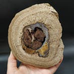 Blauwe Bos Versteend Hout - Gefossiliseerd hout -