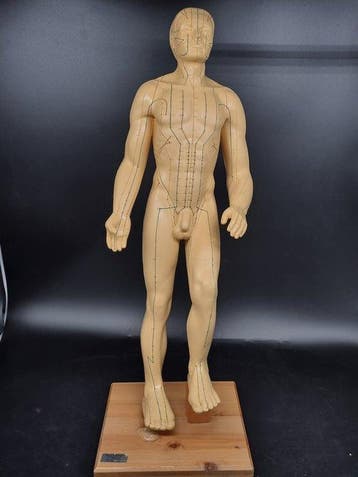 Anatomisch model - Acupunctuurmodel – menselijke