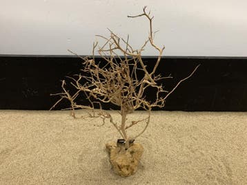 Osaka Bonsai Tree nr 11 - 30x15x40cm - aquascaping boom, Ophalen of Verzenden, Nieuw, Plant(en), Steen of Hout