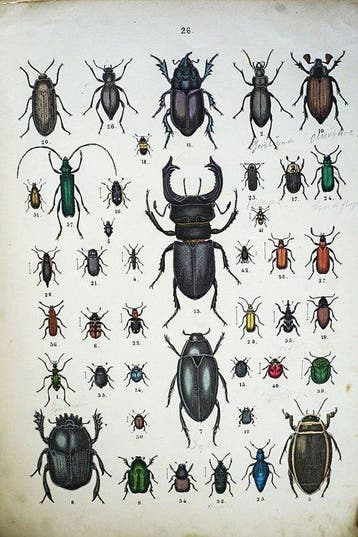Traugott Bromme - Atlas till Djurrikets Naturalhistoria för