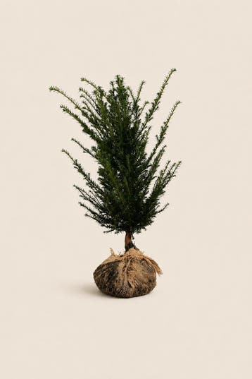 TAXUS BACCATA PALLETDEAL | 30, 80 OF 100 PLANTEN, Tuin en Terras, Verzenden, Taxus, Haag, 100 tot 250 cm