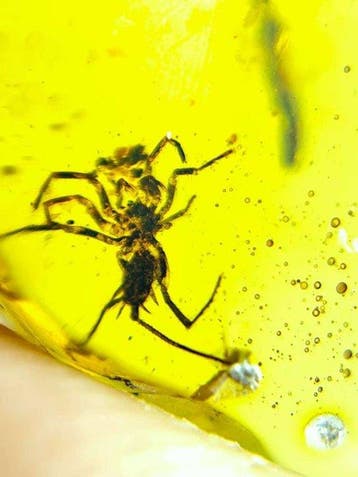 Amber - Barnsteen - Chimerarachne yingi - 35 mm - 23 mm