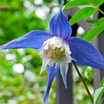 Bosrank Frances Rivis container (C2) Clematis, Sierplanten, Verzenden, Vaste plant, Overige soorten