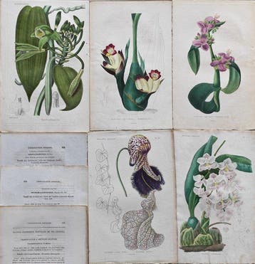 Charles Lemaire - Lot. of 8 sheets Orchidaceae,