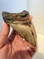 Megalodon - Fossiele tand - Carcharocles megalodon - 11 cm, Verzamelen