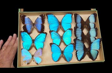 Large World Months wood box - ex French Mr Amédro Collection, Nieuw