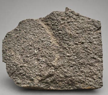 Trilobiet - Gefossiliseerd dier - Agnostus pisiformis - 11