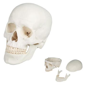 Anatomie model schedel (3-delig), Nieuw