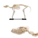 Anatomie model skelet van een hond (groot, 86x67x40 cm), Nieuw