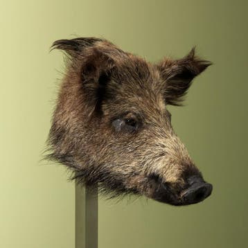 Wild Zwijn Klein Taxidermie Opgezette Dieren By Max, Verzamelen, Dierenverzamelingen, Ophalen of Verzenden, Nieuw, Wild dier, Opgezet dier