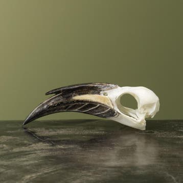 Grijze Tok M Schedel Taxidermie Opgezette Dieren By Max, Ophalen of Verzenden, Nieuw, Vogel, Opgezet dier
