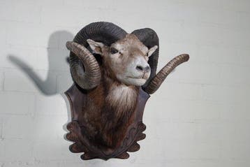 Large Mouflon head-mount Taxidermie wandmontage - Ovis a., Verzamelen, Dierenverzamelingen, Nieuw