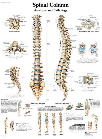 Anatomie poster wervelkolom (gelamineerd, 50x67 cm) + op..., Nieuw