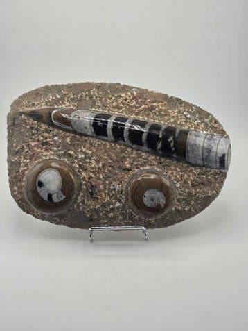 Orthoceras - Gefossiliseerd dier - 19 cm (Zonder