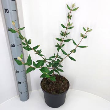 Viburnum burkwoodii | Sneeuwbal | € 9,50, Ophalen, Struik