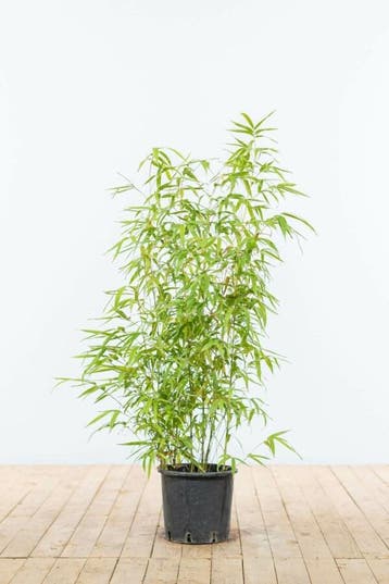 Bamboe / Phyllostachys Aurea 80-100 cm - Pot