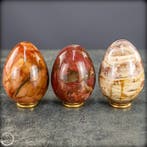 Natuurlijk versteend hout eieren-set – Zeldzame fossiele