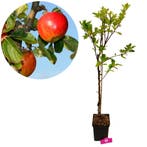 appelboom Malus domestica Elstar + Pot 19cm, Verzenden, Volle zon