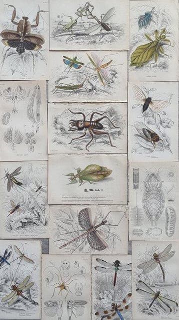 Sir William Jardine (1800–1874) - Lot of 15 plates The