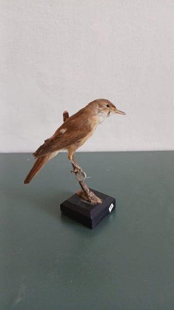Cannaiola verdognola Taxidermie volledige montage -, Nieuw