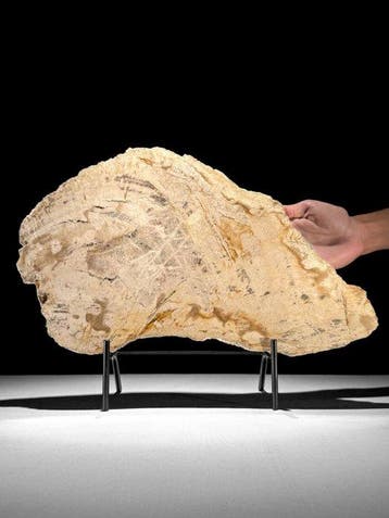 Prachtige snede van versteend hout op een op maat gemaakte