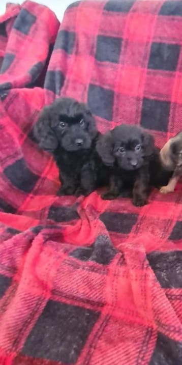 Doxiepoo puppies! (Dwergteckeltje x dwergpoedel), Parvo, 8 tot 15 weken, Meerdere, Nederland