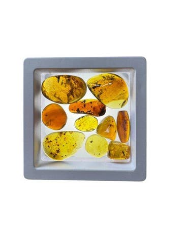 Birmese barnsteen - Barnsteen - Lot of 10 Burmese Amber