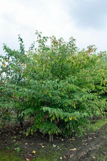 Cornus controversa meerstammig