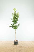 Heptacodium miconioides hoogstam, Tuin en Terras, Planten | Tuinplanten