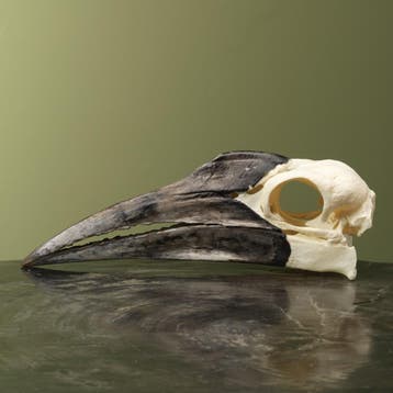 Zuidelijke Hoornraaf Schedel, Verzamelen, Dierenverzamelingen, Ophalen of Verzenden, Nieuw, Vogel, Opgezet dier