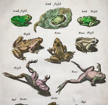 Matthäus Merian (1593-1650) - folio: Amphibians, Toads,
