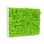 Vintlux Mosschilderij Rendiermos 40x60 cm Gebroken Wit, Nieuw