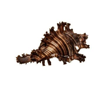 Exotische reuzenstekelslak – Chicoreus ramosus (120 mm) –