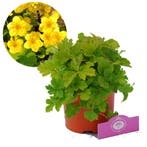 Goudaardbei Waldsteinia Ternata, Verzenden