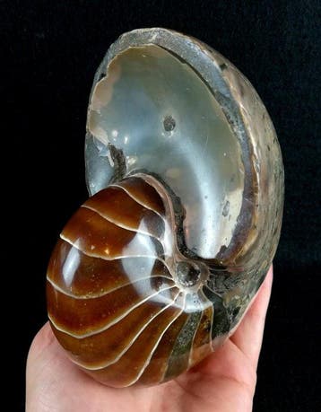 Uitstekend nautilus!!! – indrukwekkende kleuren -