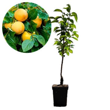 kaki Diospyros Rojo Brillante + Pot 23cm, Verzenden, Volle zon