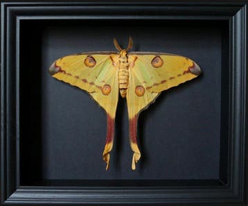 Mot Taxidermie volledige montage - Argema mittrei - 25 cm -, Verzamelen, Dierenverzamelingen, Nieuw