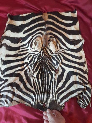 Zebra Balg - Zèbre - 61 cm - 49 cm - 0.5 cm -, Nieuw